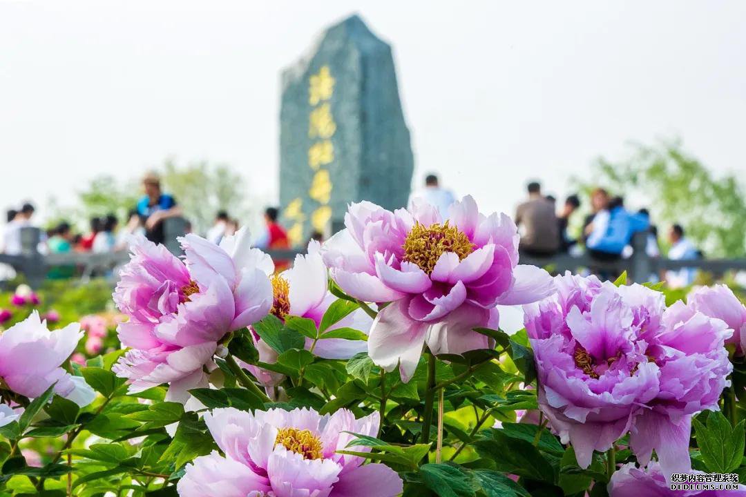 2020年洛阳牡丹节正常开吗,可以看牡丹花吗?
